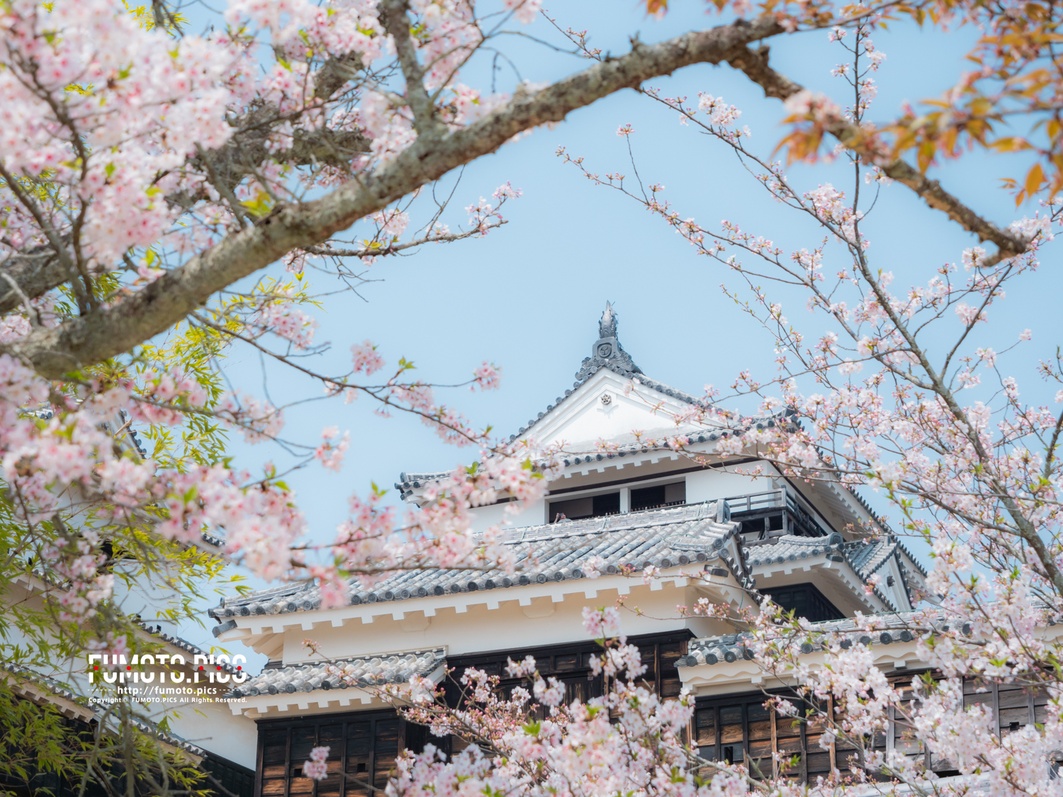 松山城は、日本で12しか残っていない、現存天守を持つ城郭の一つ